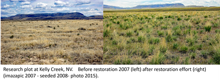 /ARSUserFiles/20600500/RangelandRehabiliatationLab/2024 range rehab files/Kelly Creek before and after.png